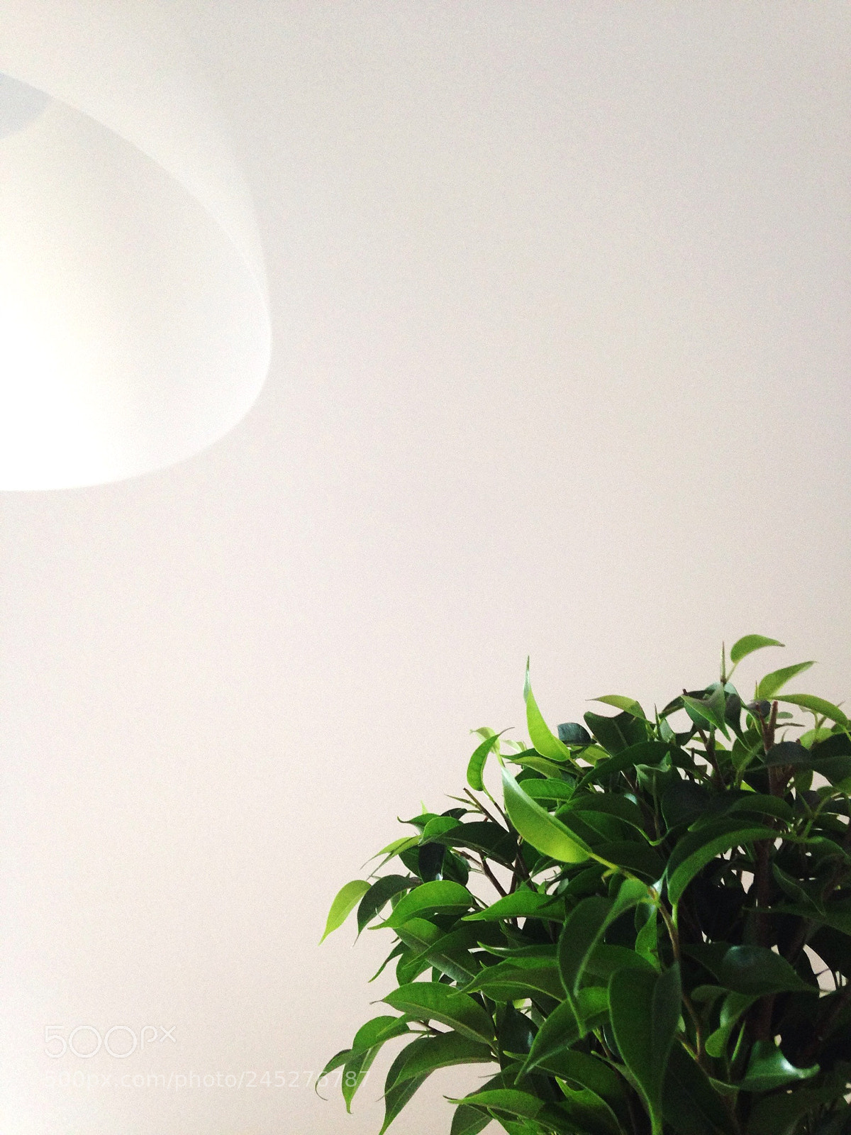 Apple iPhone 5c sample photo. White green photography
