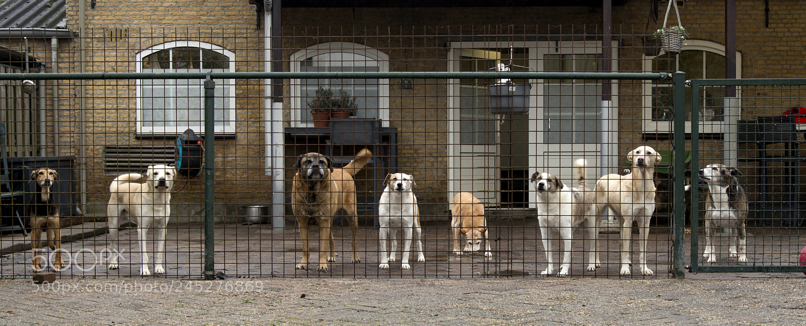 Nikon D610 sample photo. Poor animal photography