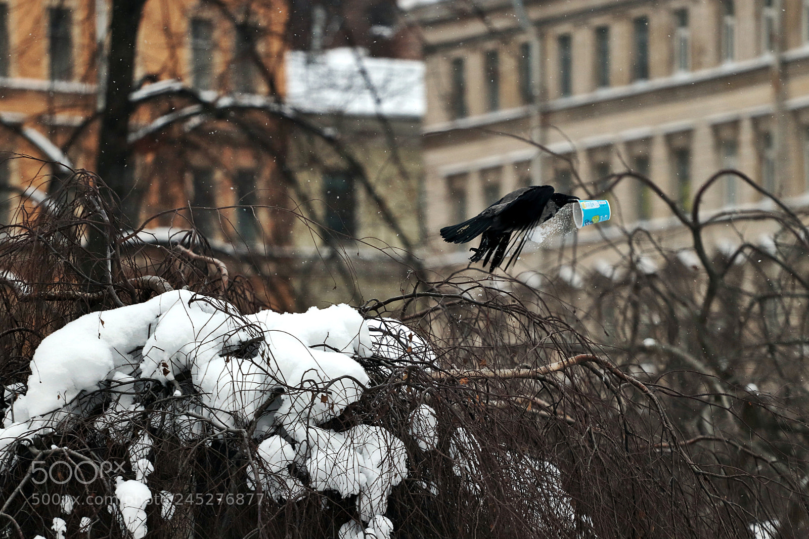Canon EOS 77D (EOS 9000D / EOS 770D) sample photo. Bird like coffee photography