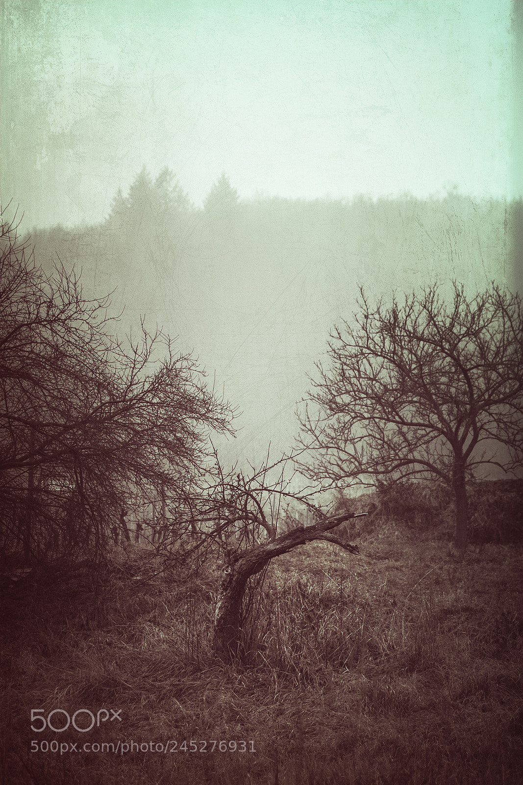 Canon EOS 5DS sample photo. Tristesse ... photography