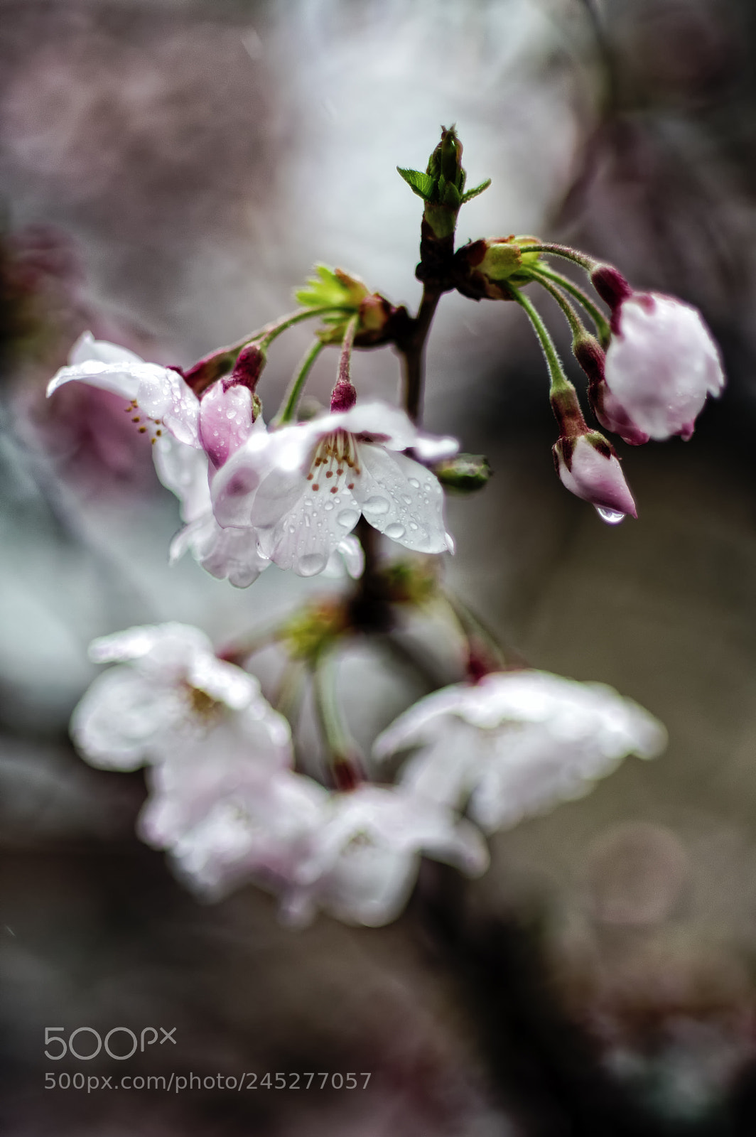 Pentax K-3 sample photo. Cherry blossom photography