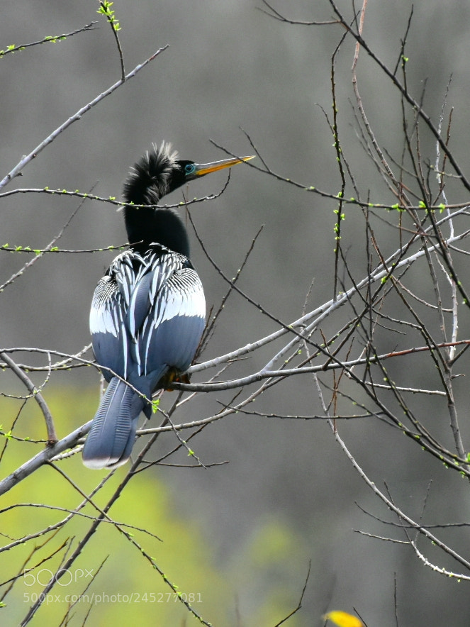 Nikon D7200 sample photo. Anhinga snakebird 3 photography