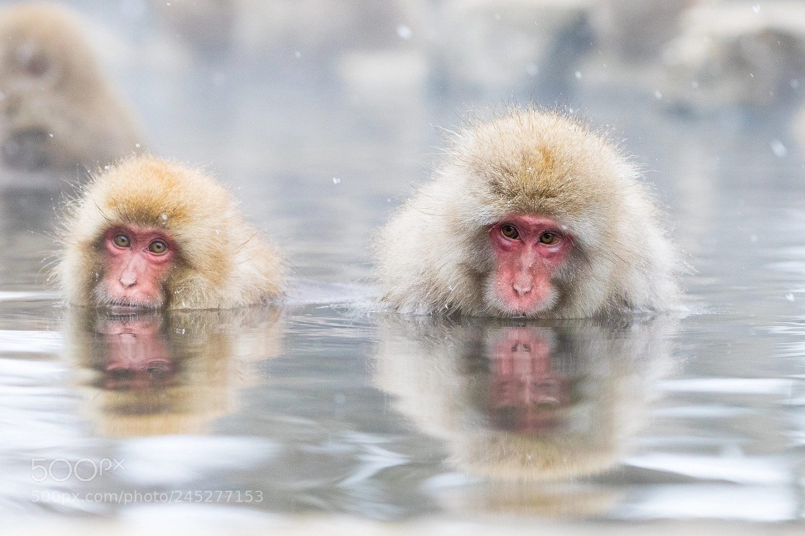 Canon EOS 7D Mark II sample photo. Snow monkey photography