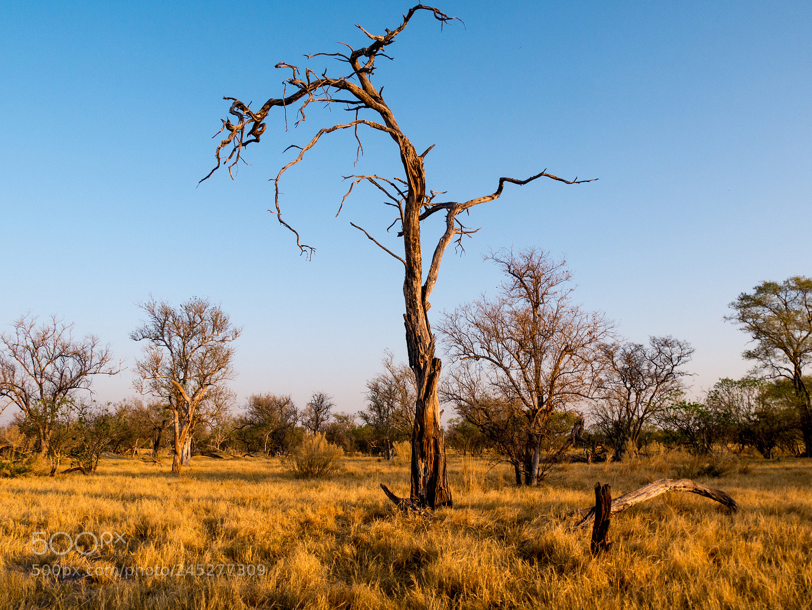 Panasonic DMC-G70 sample photo. African savanna photography