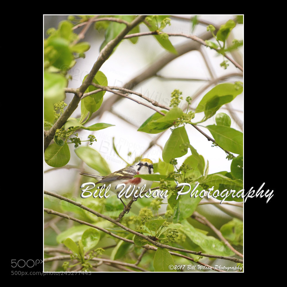 Nikon D500 sample photo. Chestnut-sided warbler photography