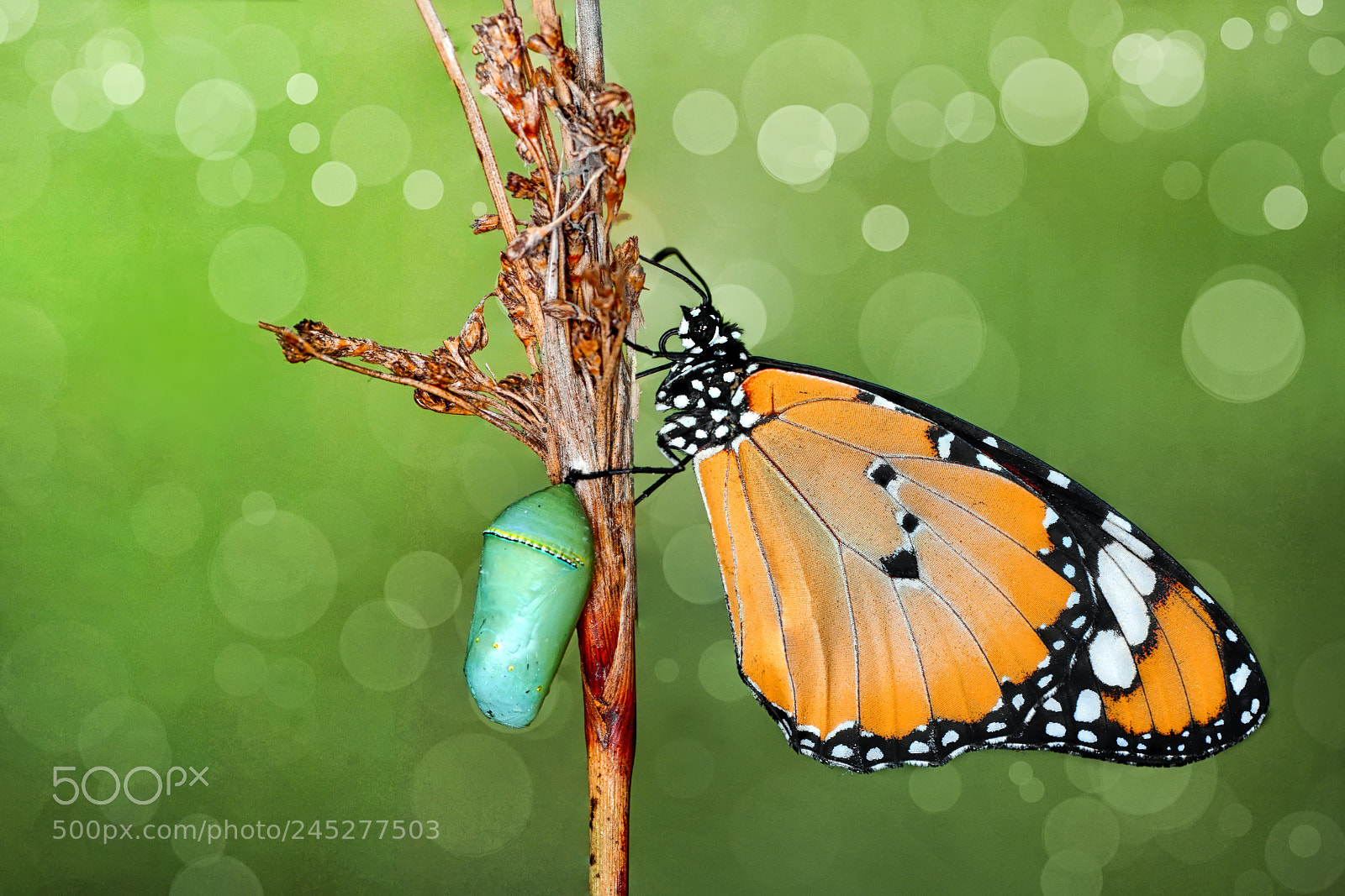 Nikon D7100 sample photo. Metamorphosis photography