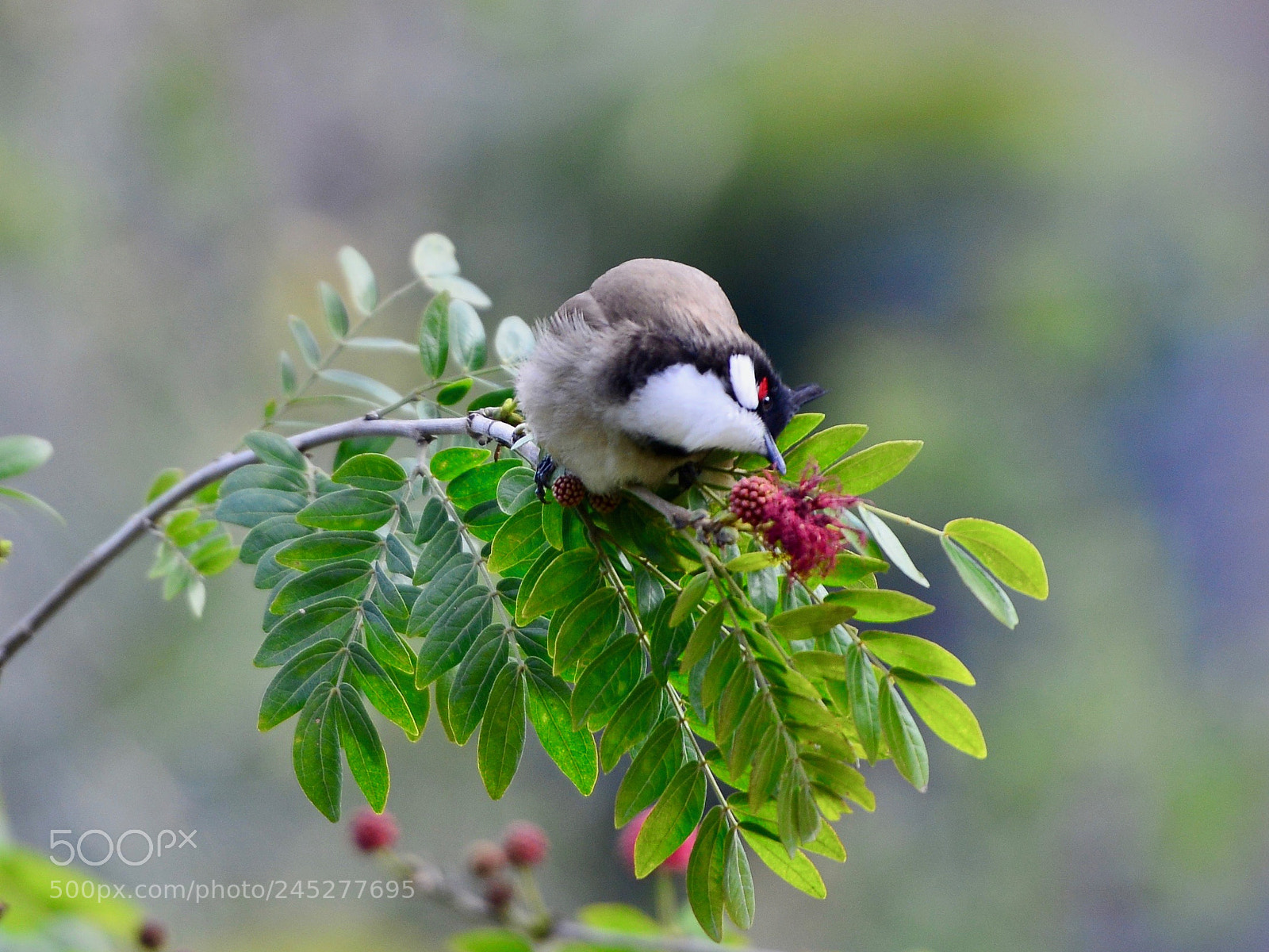 Nikon D800E sample photo. Red-whiskered bulbul photography