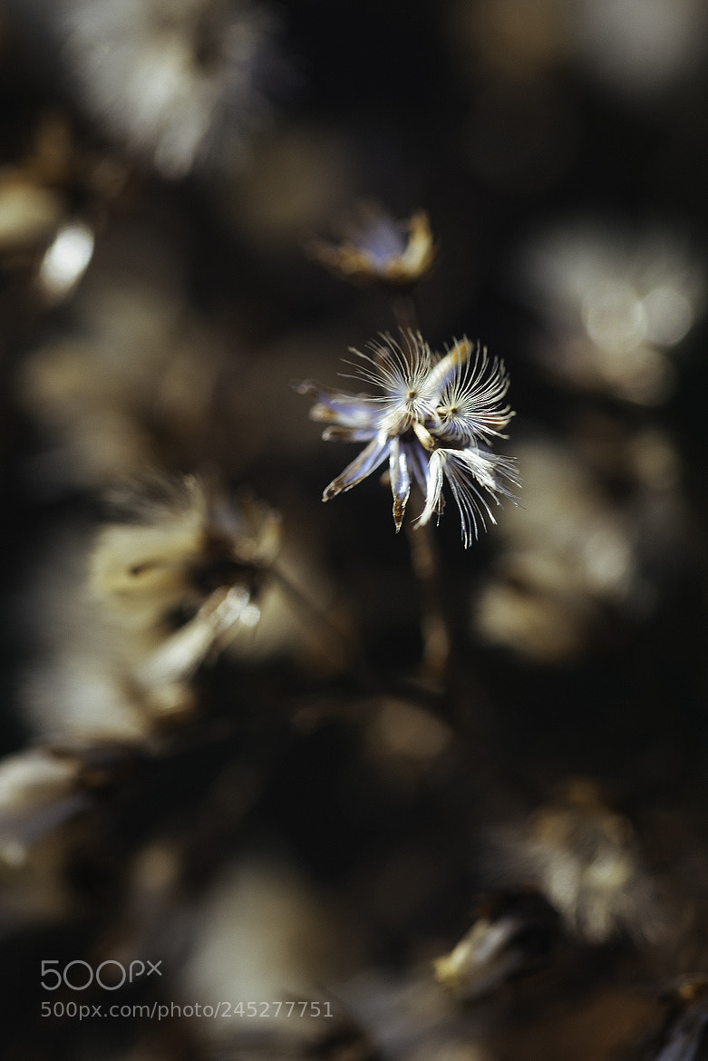 Nikon D600 sample photo. 180207 photography