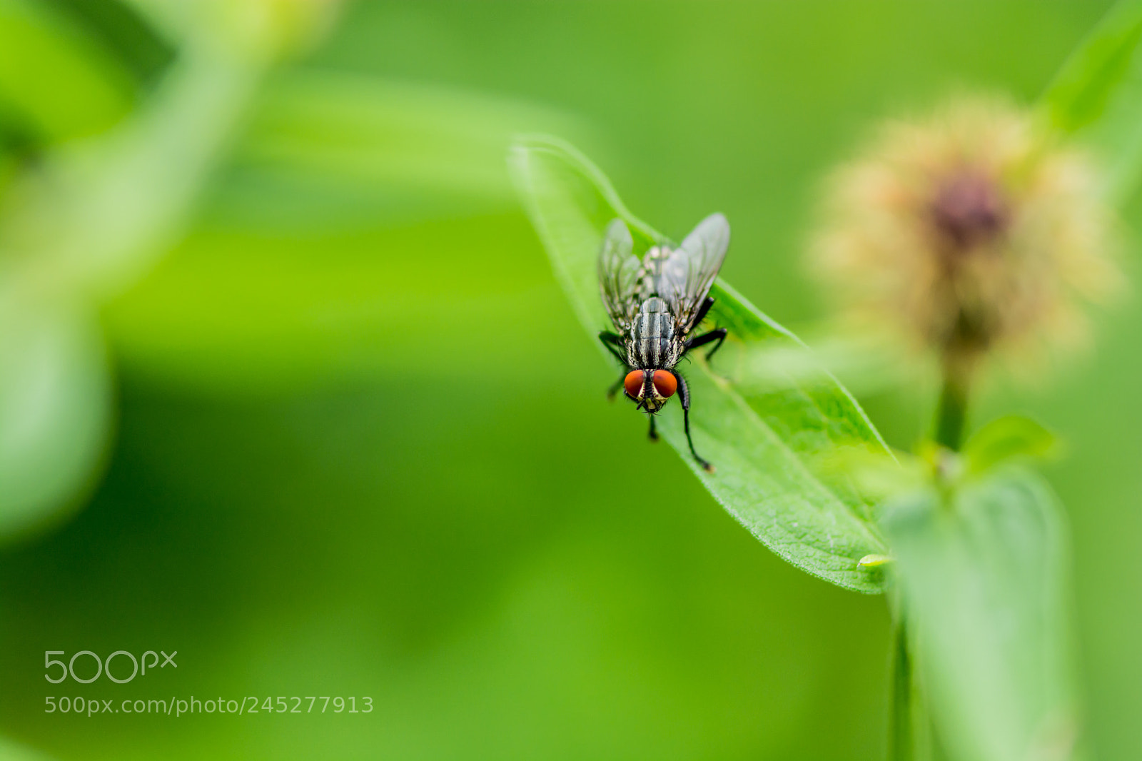 Nikon D7100 sample photo. Red eyes photography