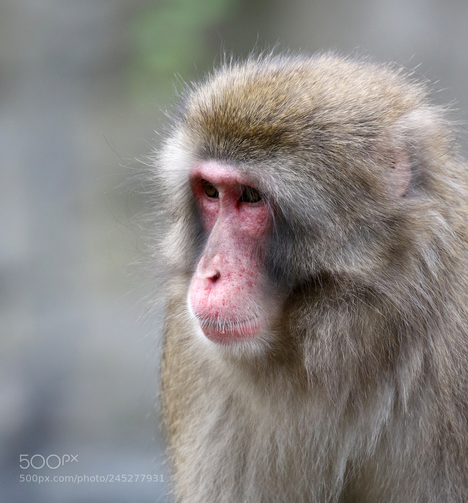Canon EOS 7D Mark II sample photo. Selfie photography