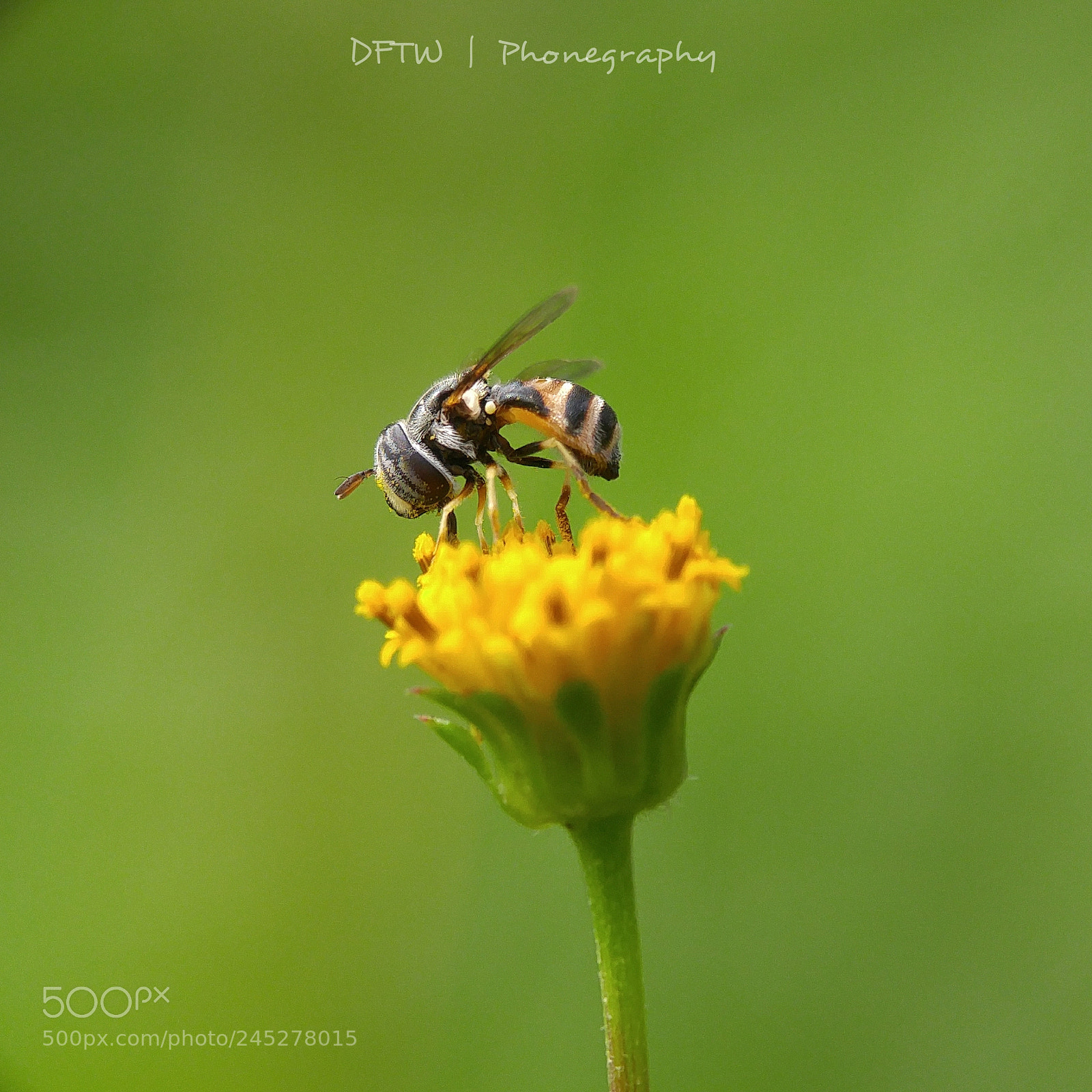 LG G4 sample photo. Little hoverfly photography