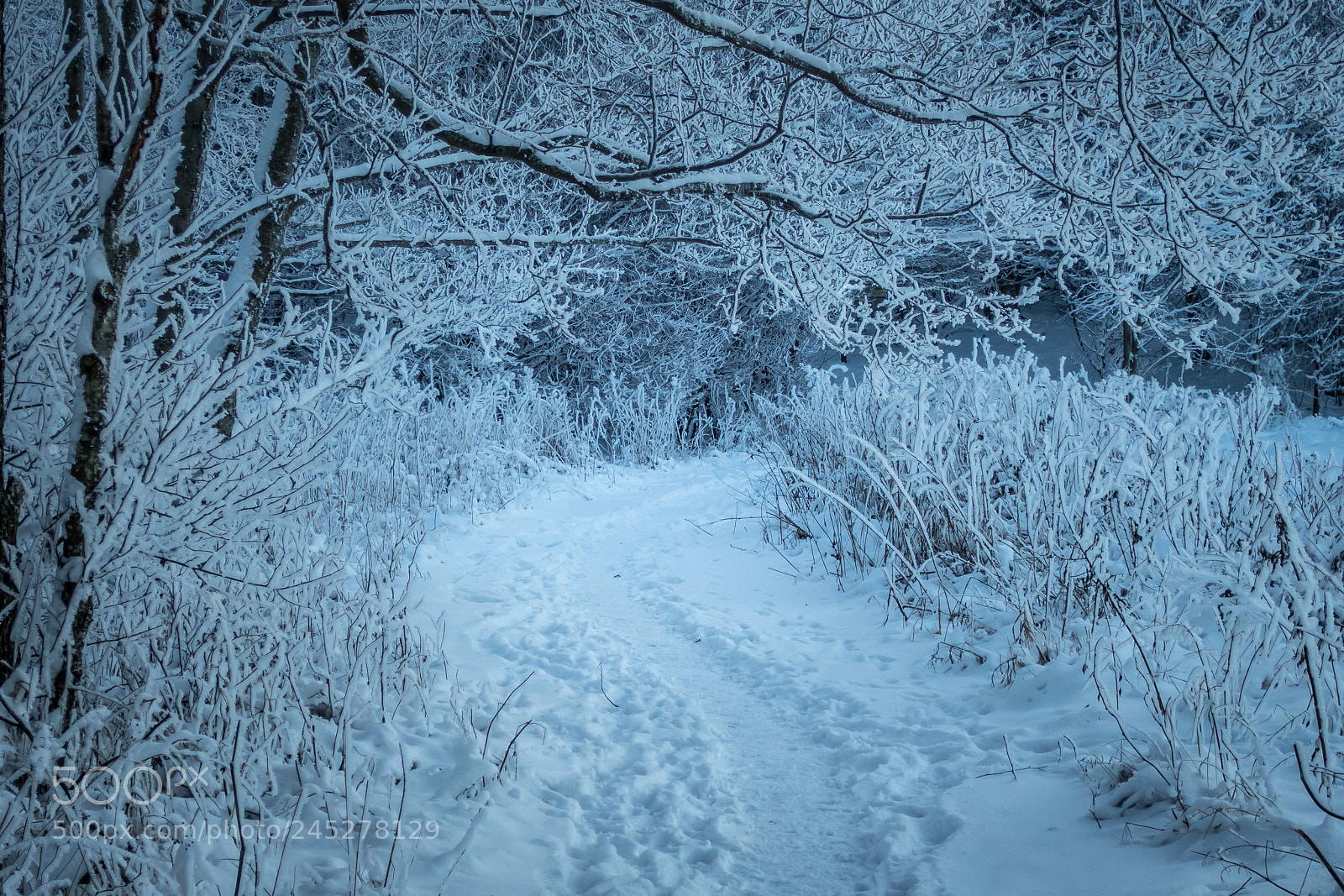 Canon PowerShot S120 sample photo. Pathway in winter forest photography
