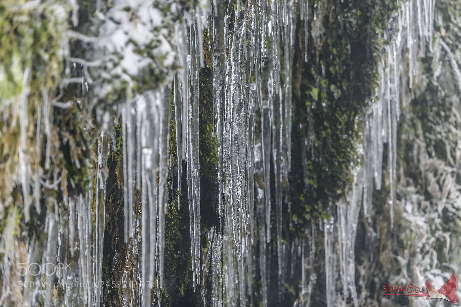 Nikon D5 sample photo. Tai-ping-shan photography