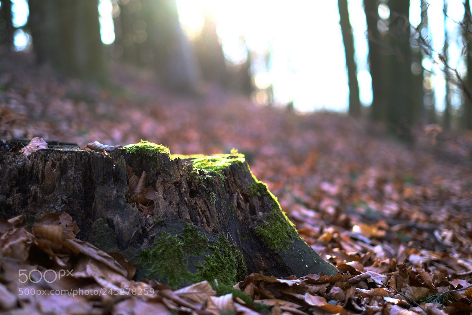 Fujifilm X-T20 sample photo. Old stump photography