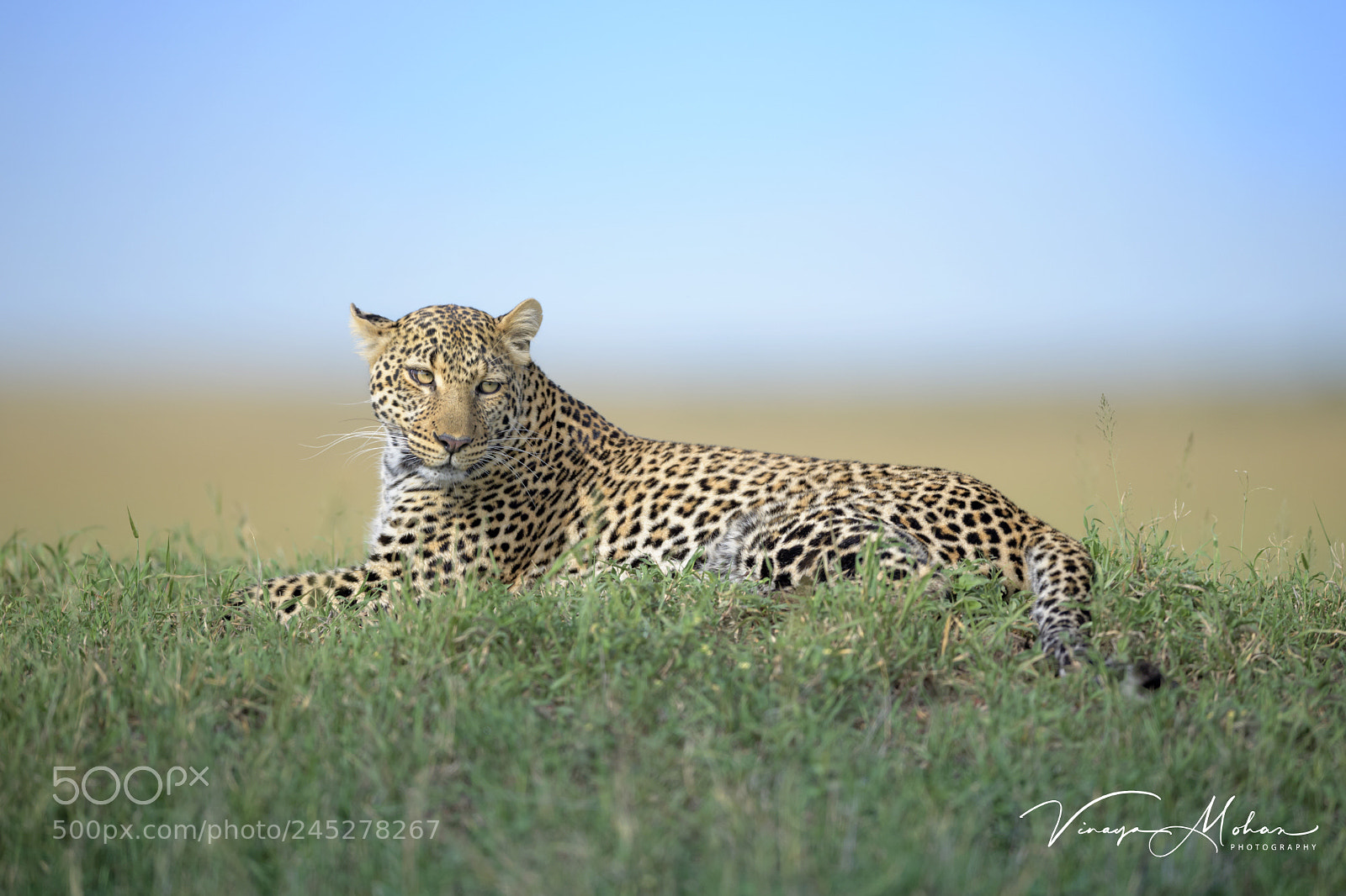 Nikon D5 sample photo. Leopard photography