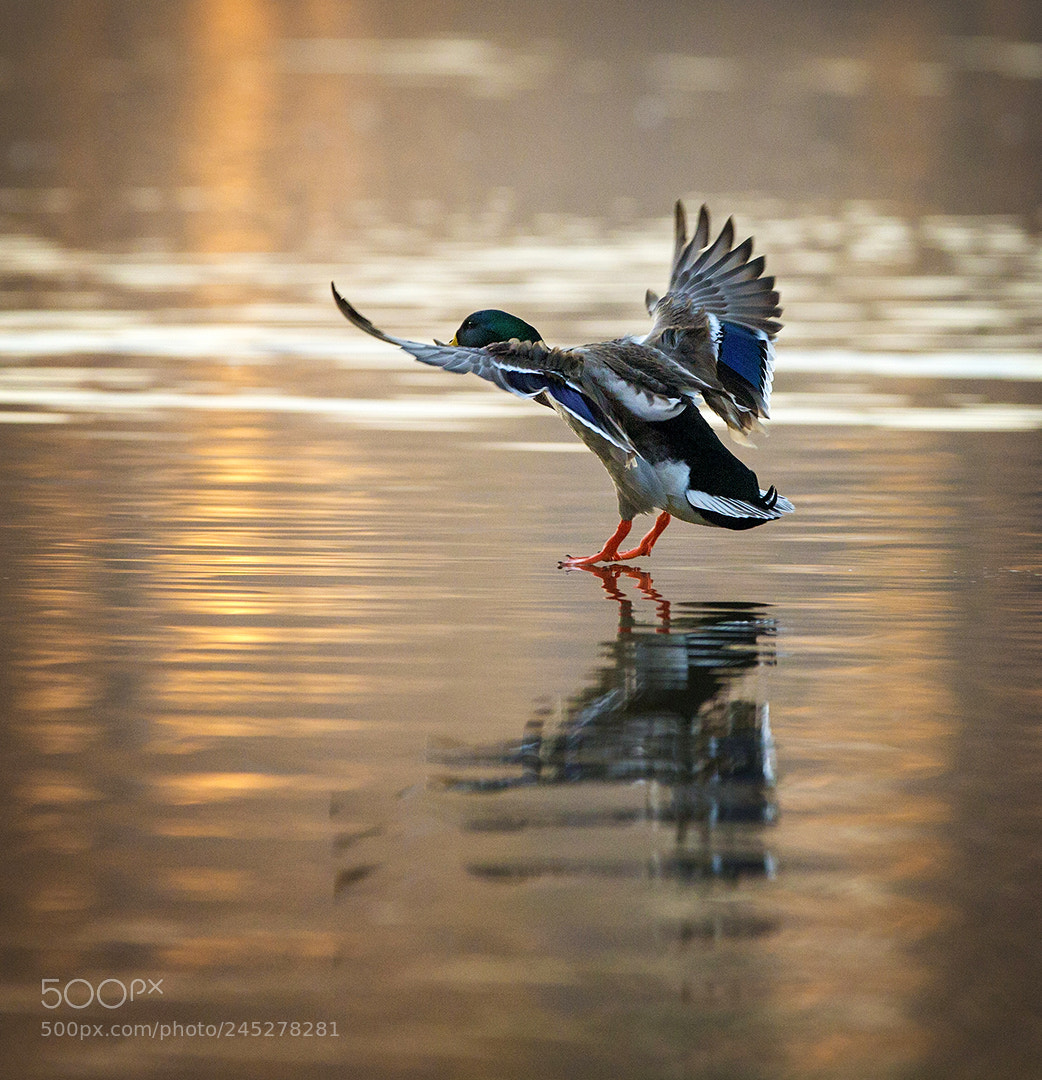 Canon EOS-1D X sample photo. Light as a feather photography