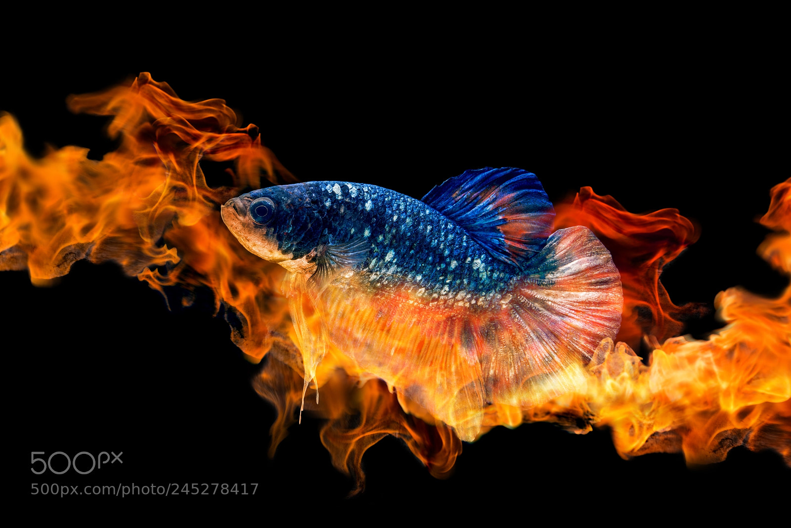 Nikon D600 sample photo. Fire betta fish splendens photography