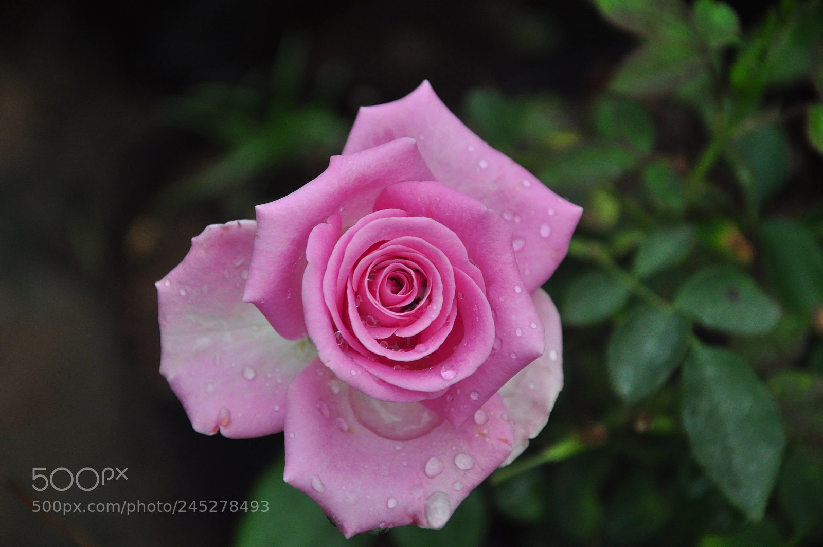 Nikon D90 sample photo. Pink rose photography