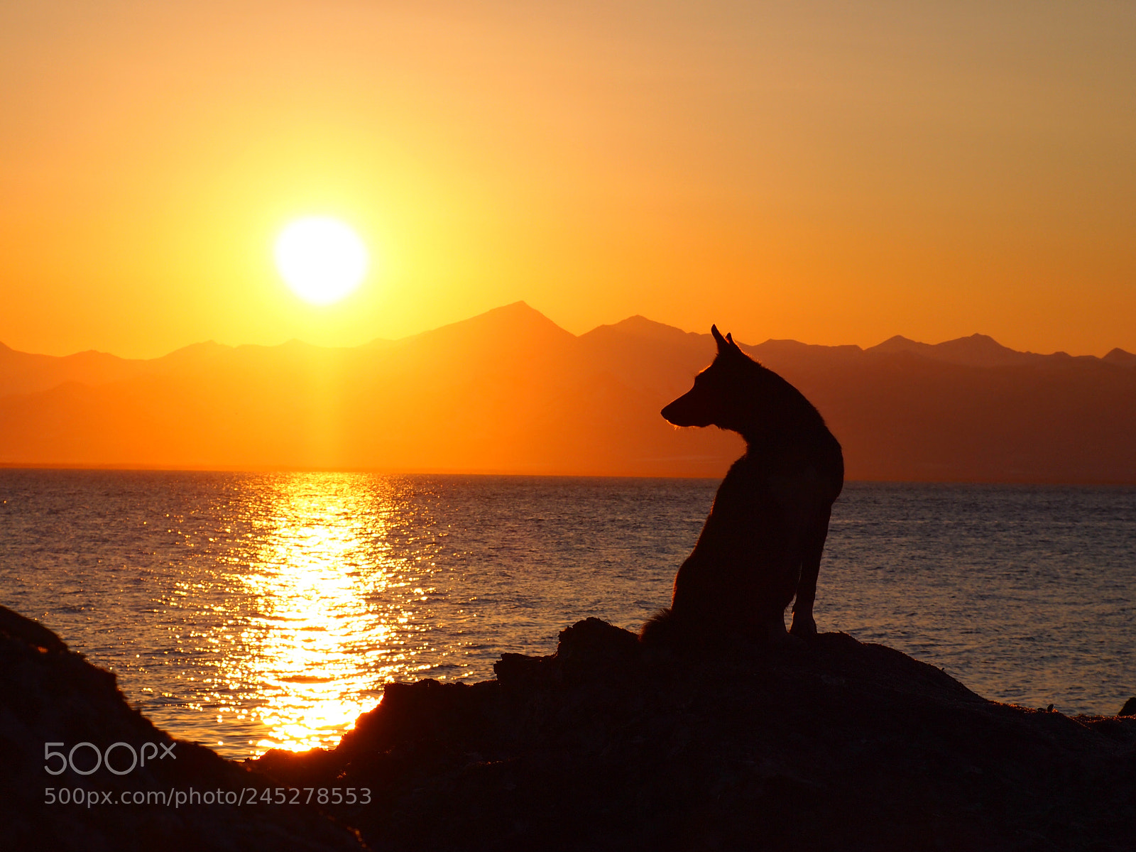 Olympus PEN E-PL1 sample photo. Sunset doggie photography