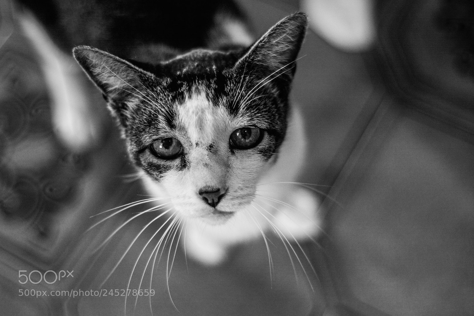 Nikon D7100 sample photo. Cat looking up photography