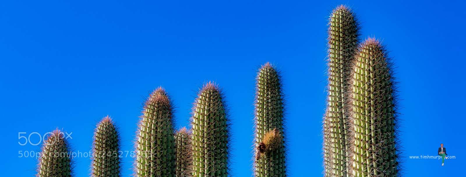 Nikon D7100 sample photo. Organ pipe cacti photography