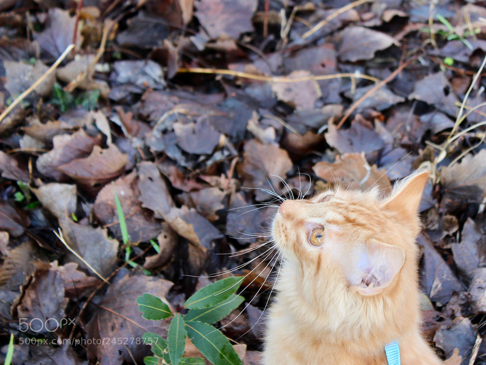 Canon EOS 1300D (EOS Rebel T6 / EOS Kiss X80) sample photo. Mac the cat hunting photography