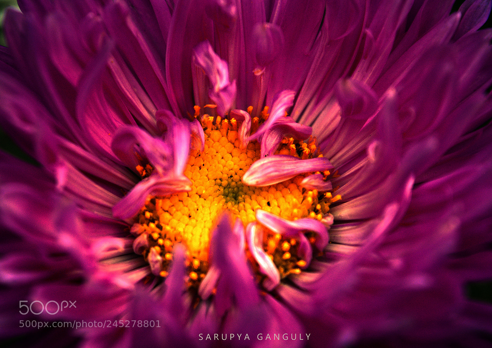 Nikon D5200 sample photo. Hold photography