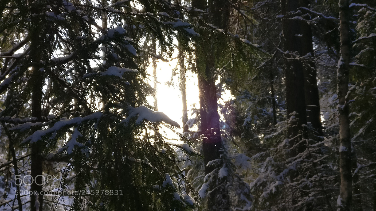 OnePlus A3003 sample photo. Through the branches... photography