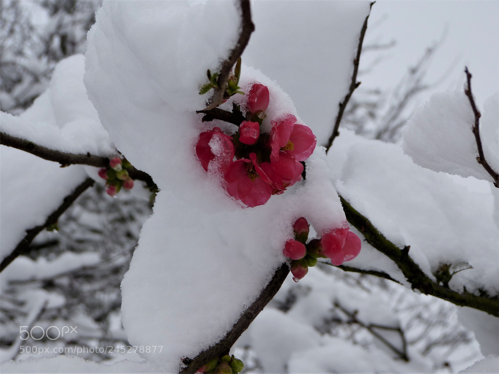Panasonic Lumix DMC-FZ150 sample photo. La neige comme écrin photography