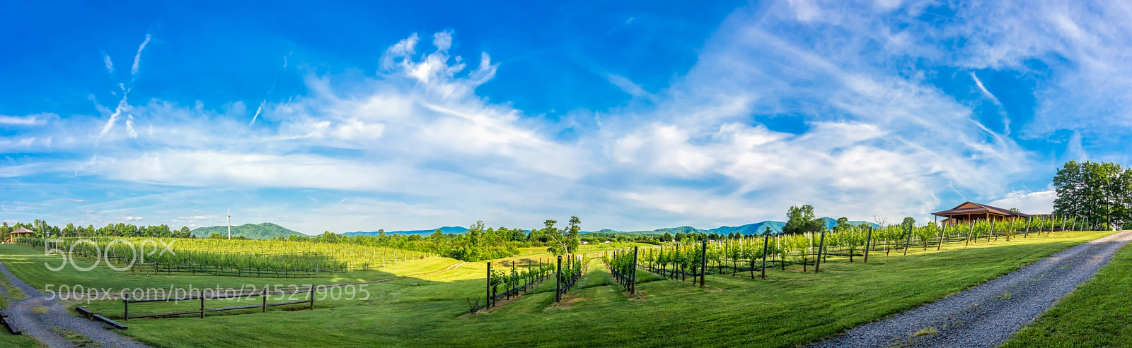 Canon EOS 60D sample photo. Round peak vineyards photography