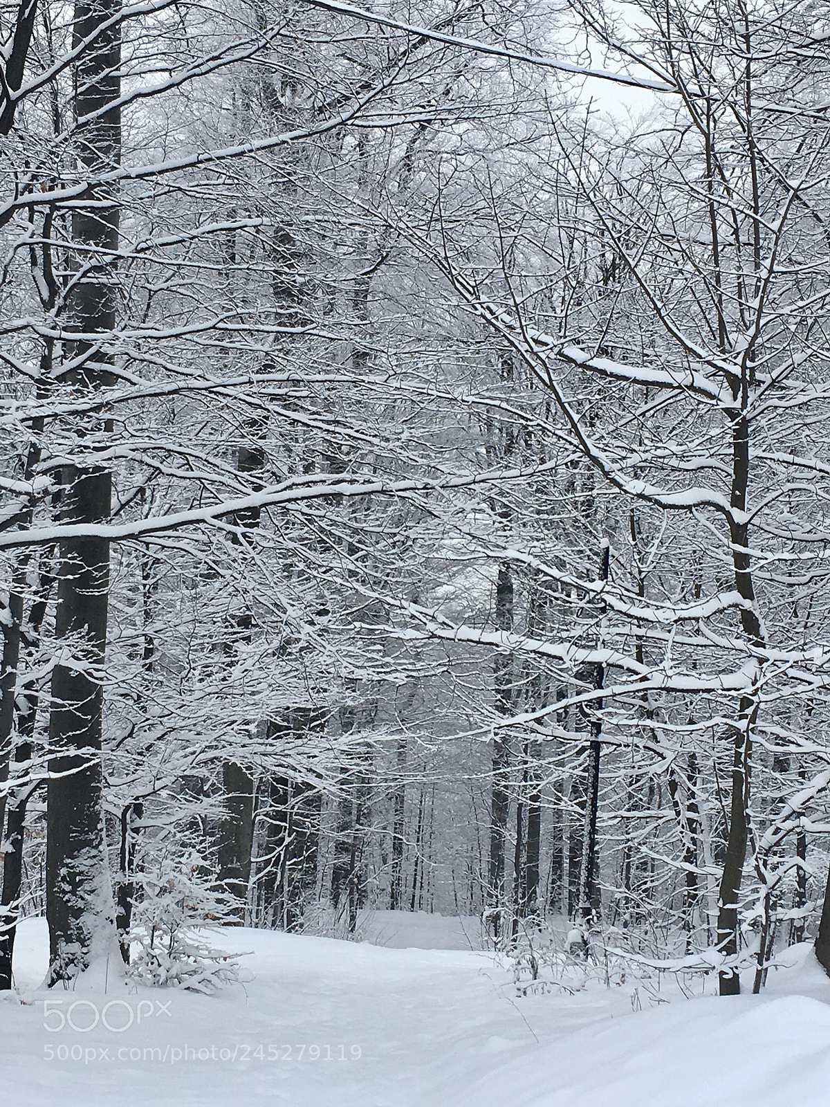 Apple iPhone SE sample photo. Winter time photography