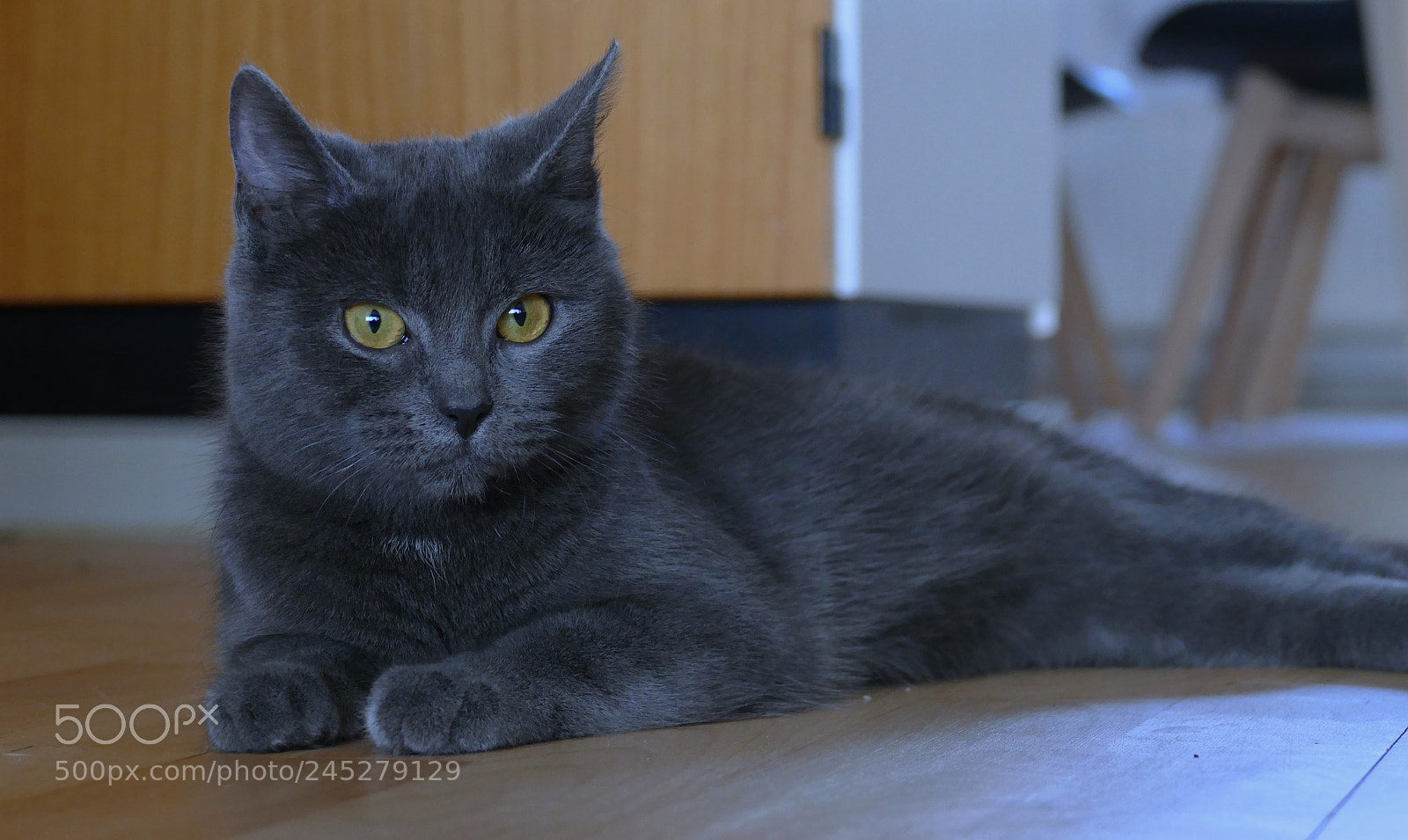 Panasonic Lumix DMC-FZ1000 sample photo. My lovely cat photography