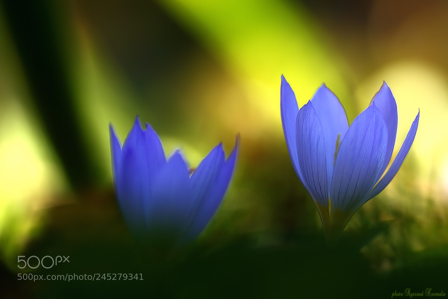 Sony Alpha DSLR-A300 sample photo. In the delicate light photography