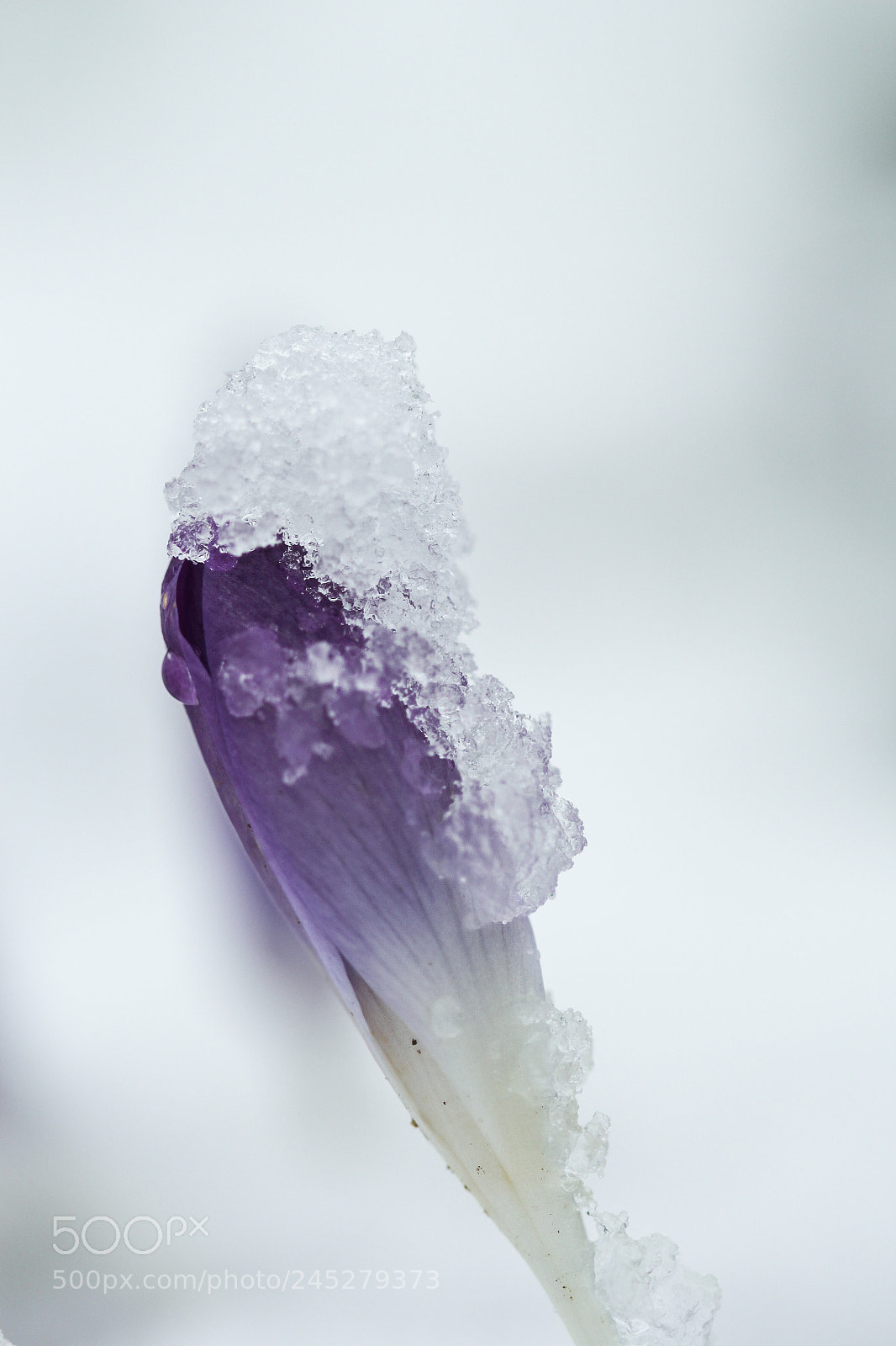 Canon EOS 60D sample photo. Crocus with snow photography