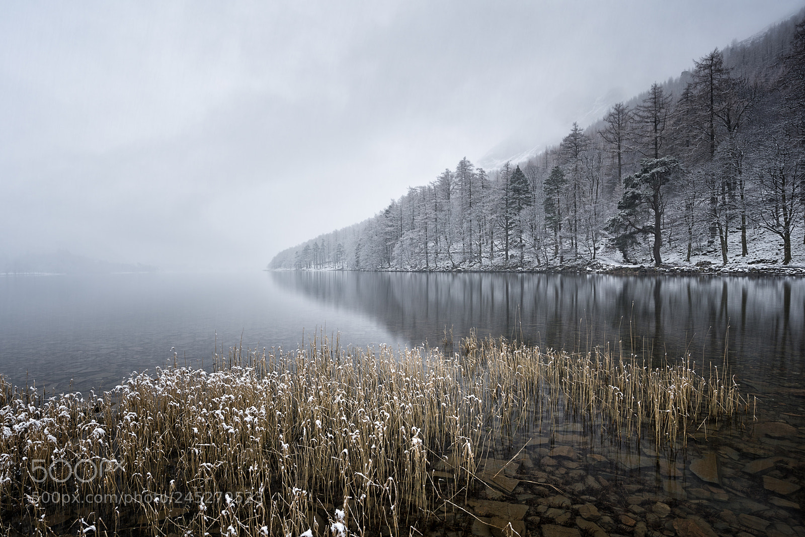 Nikon D810 sample photo. Reeds in winter photography
