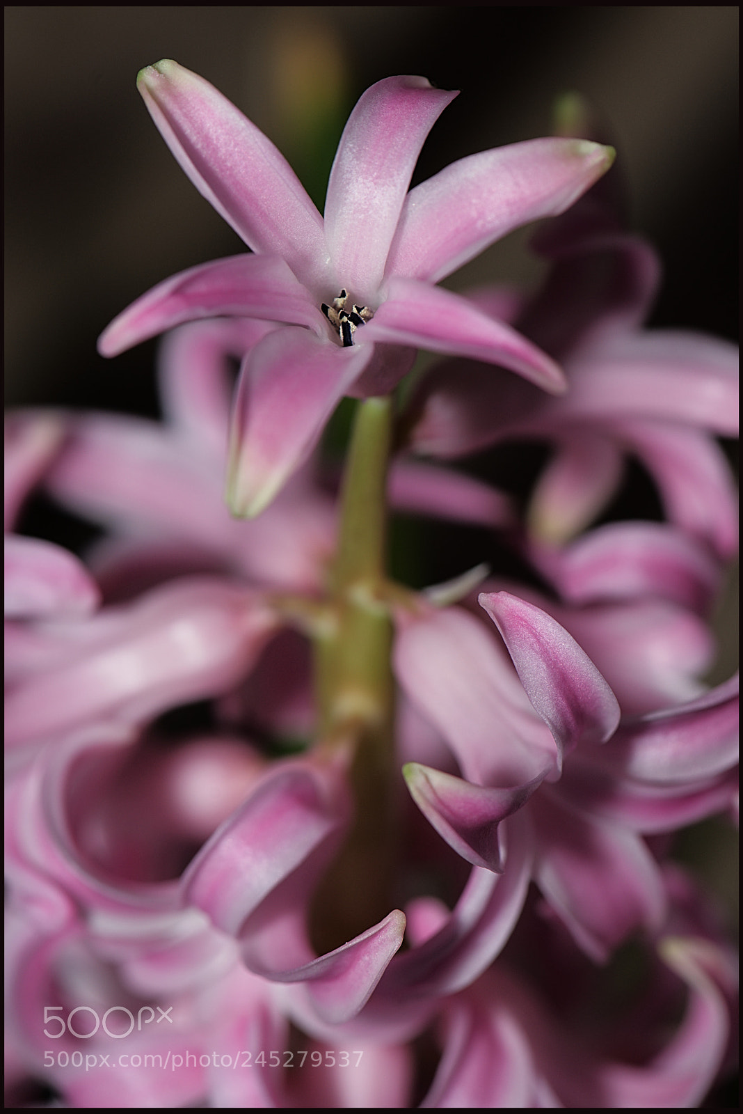 Nikon D610 sample photo. Hyacinth photography
