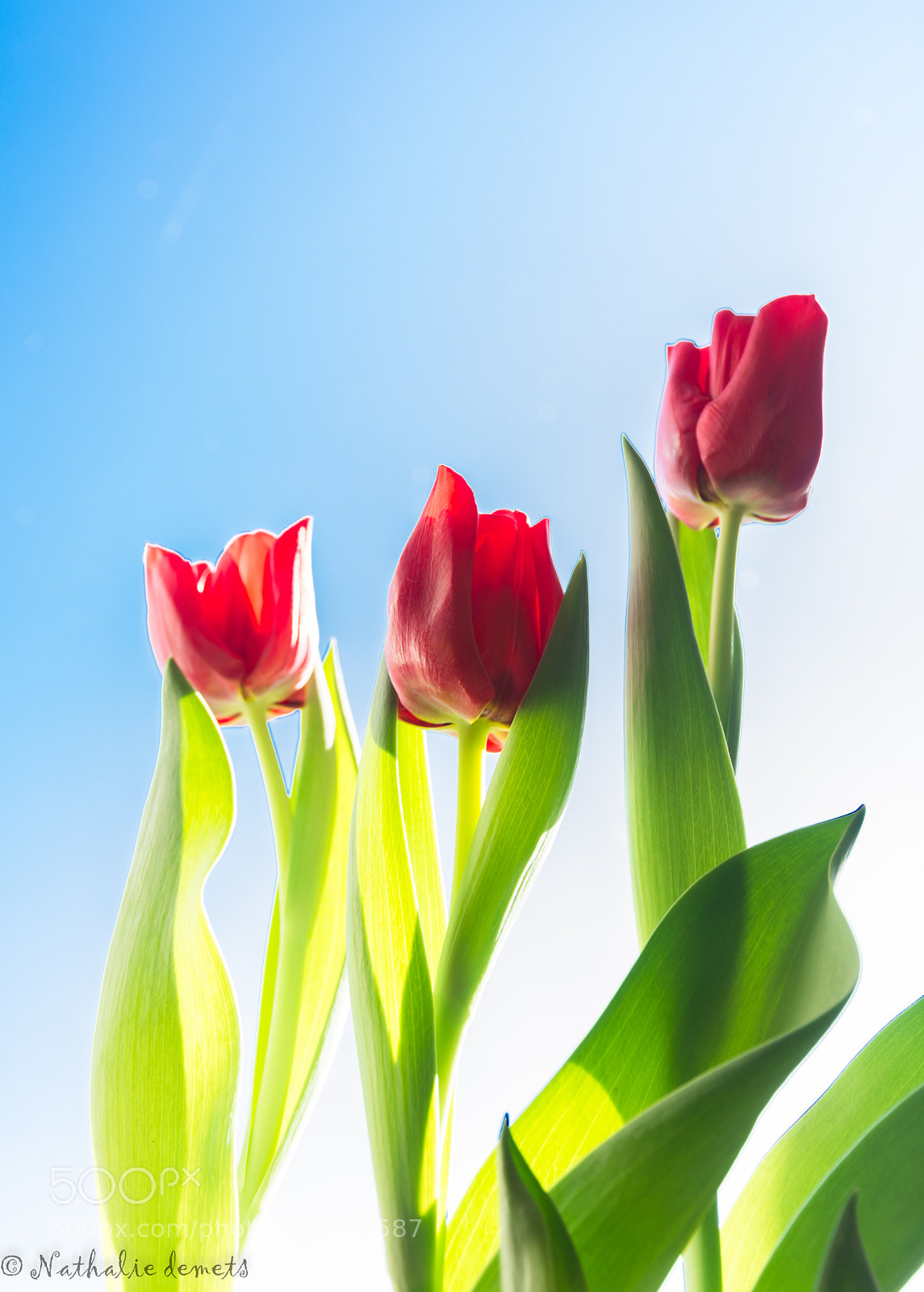 Nikon D7100 sample photo. Tulip photography