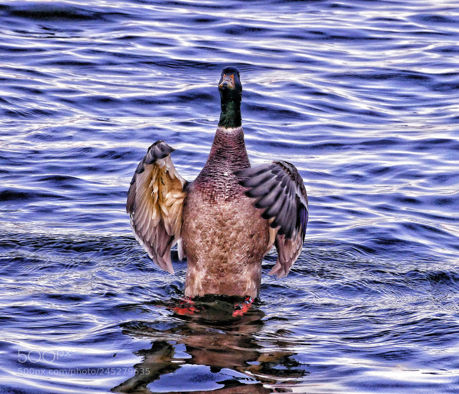Panasonic Lumix DMC-FZ1000 sample photo. Duck dominance photography