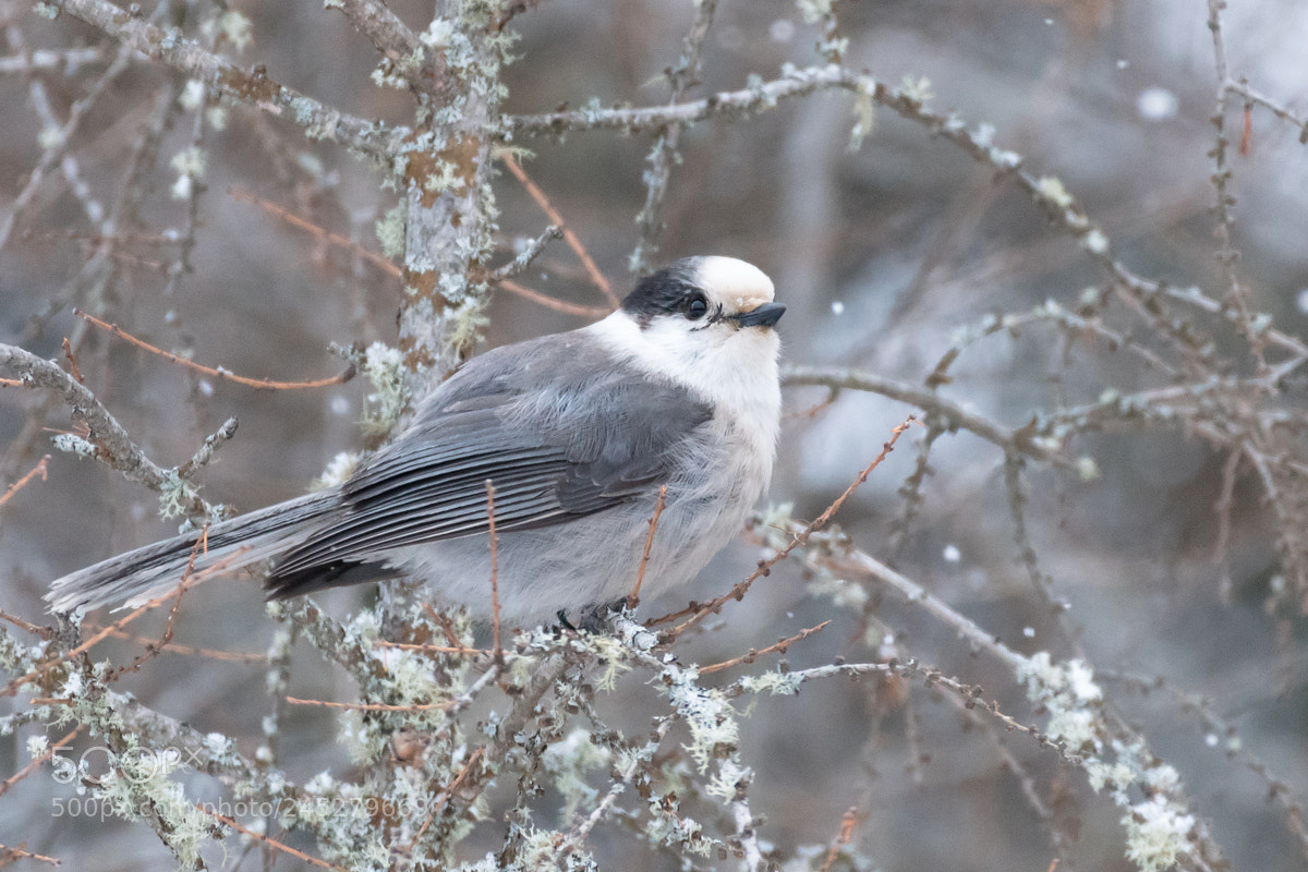 Nikon D500 sample photo. Gray jay photography