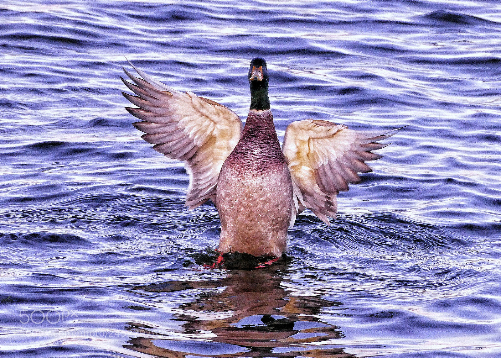 Panasonic Lumix DMC-FZ1000 sample photo. Ready for take-off photography