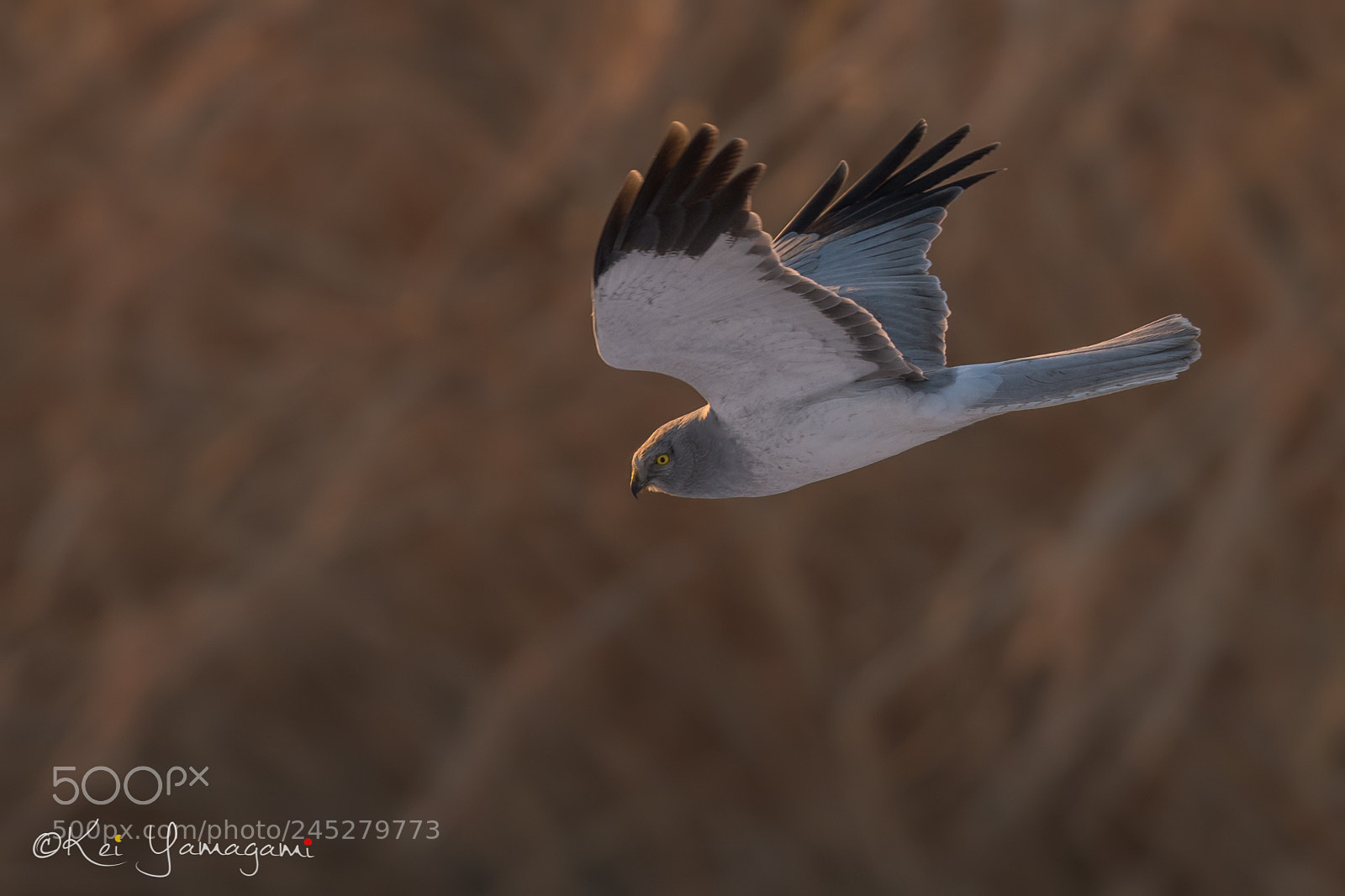 Nikon D500 sample photo. Knight of the air photography