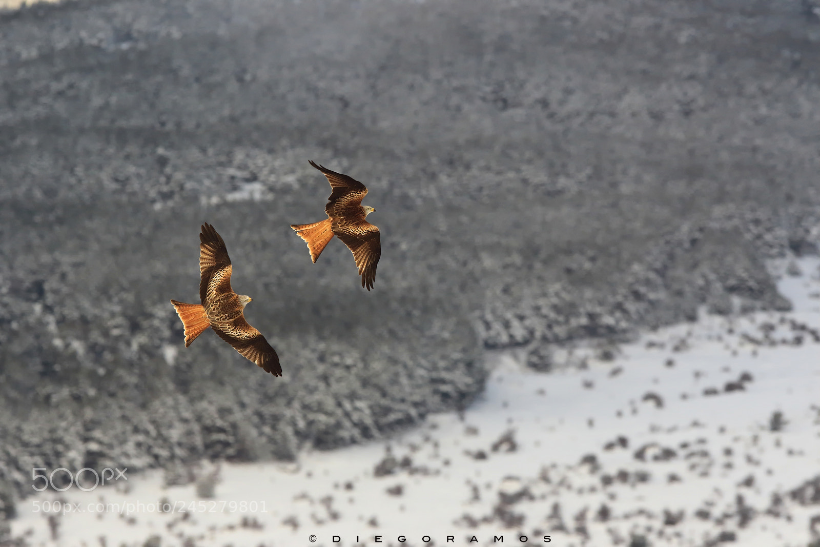 Canon EOS 7D Mark II sample photo. Flight over the winter photography