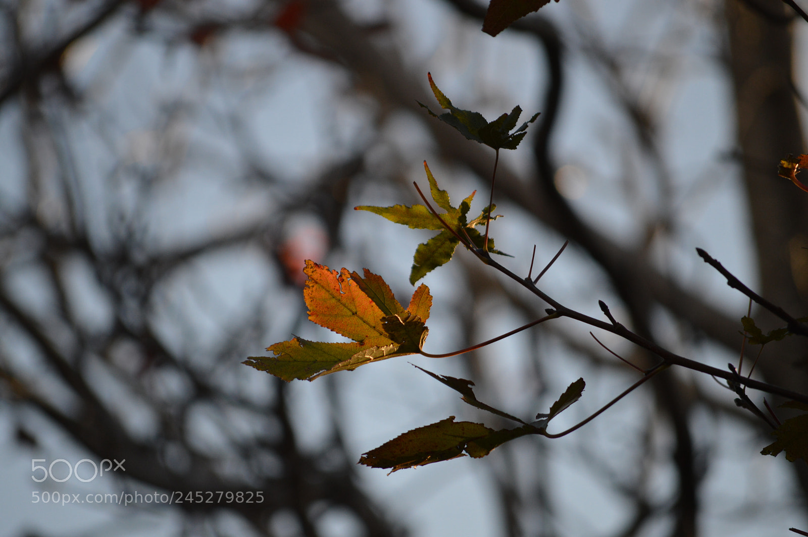 Nikon D3200 sample photo. Golden hour 2 photography