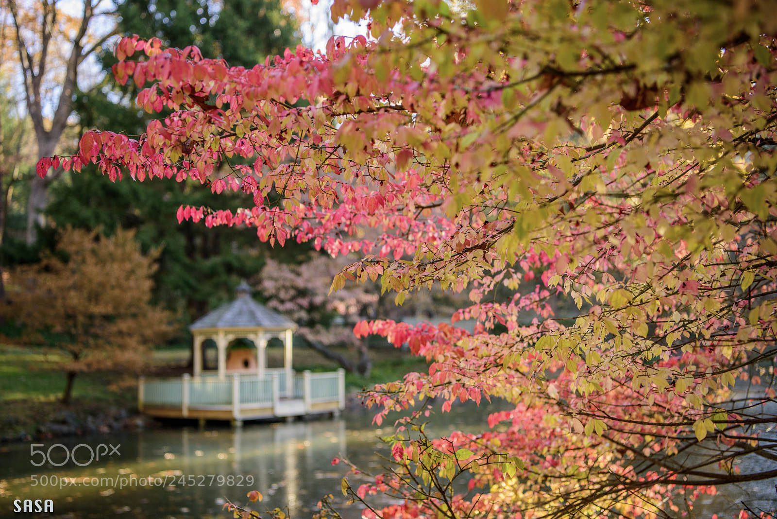Nikon D810 sample photo. Late fall photography