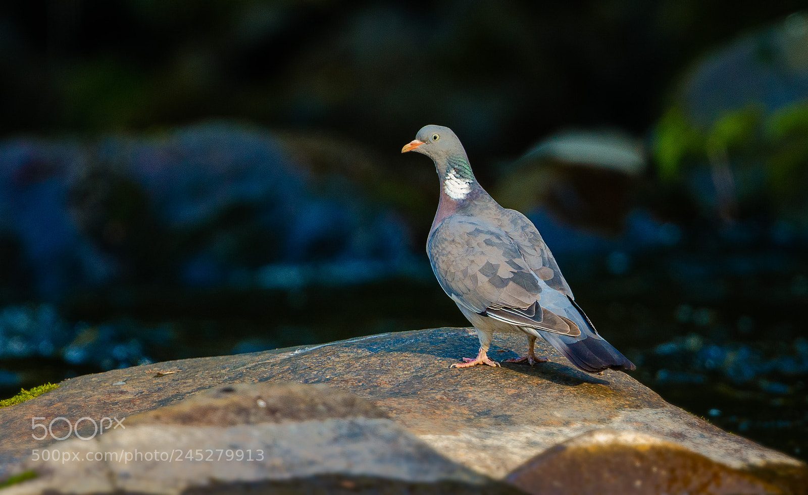 Canon EOS 7D Mark II sample photo. Common wood pigeon photography