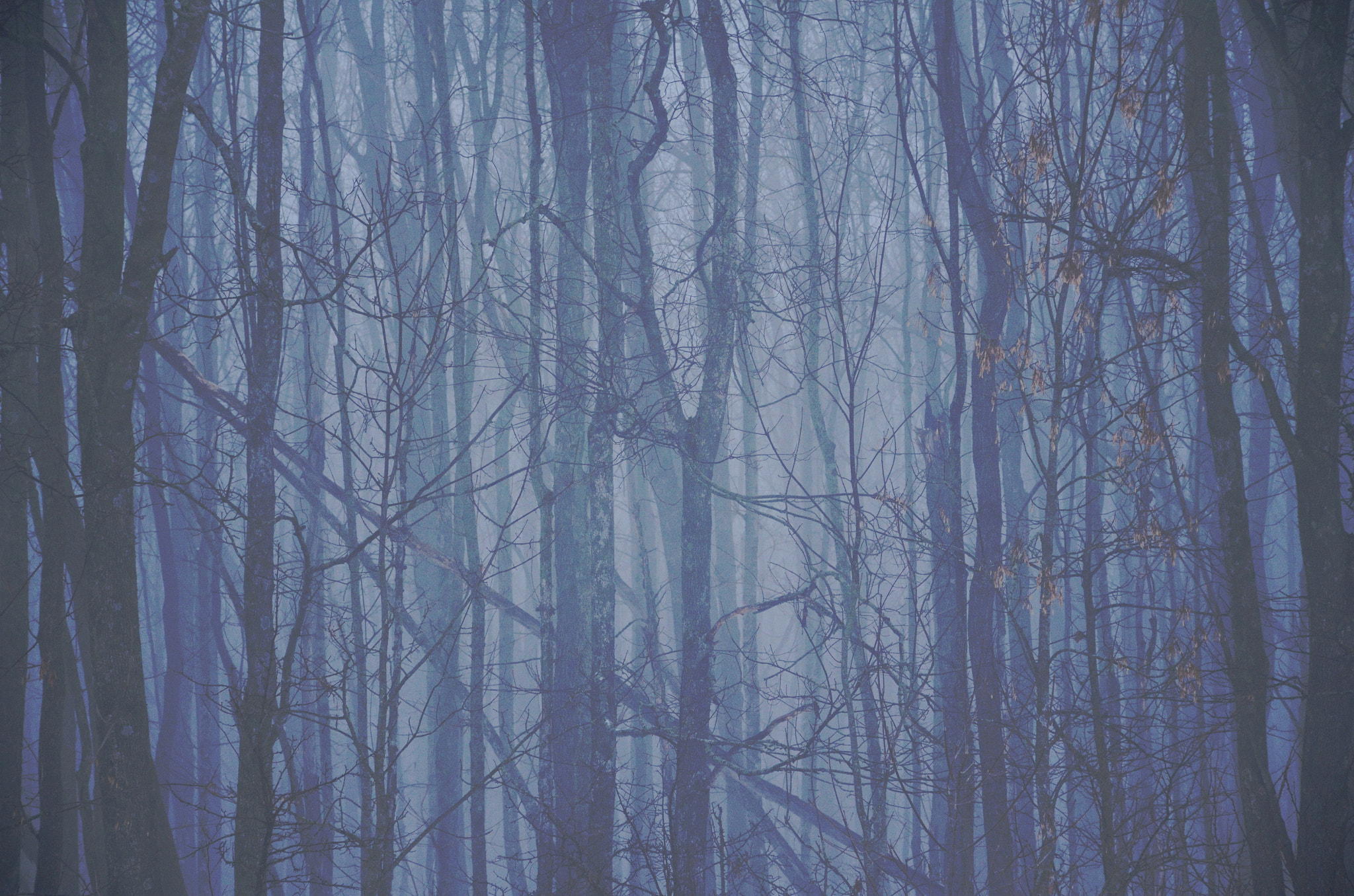 Nikon D5100 sample photo. Fog in a forest photography