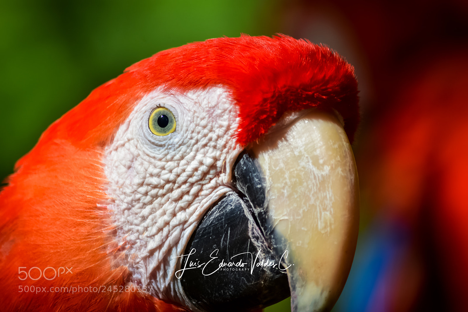 Nikon D7200 sample photo. In focus photography