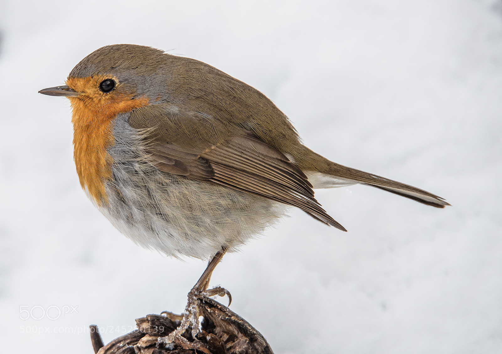 Nikon D810 sample photo. Snow photography