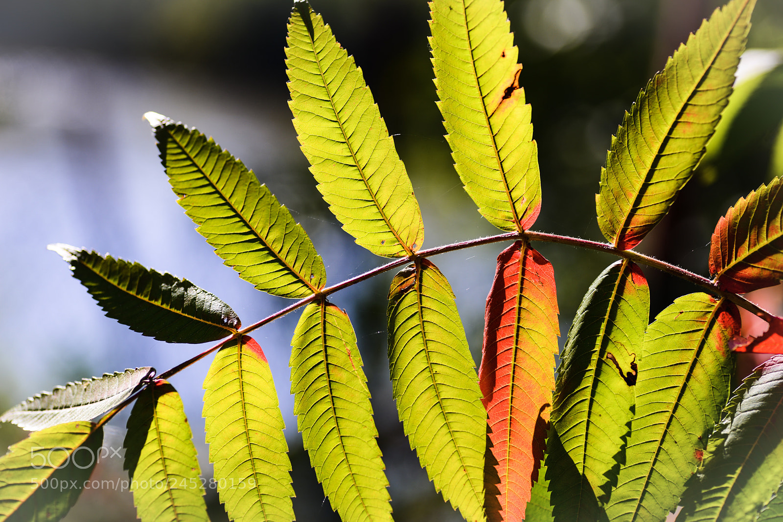 Nikon D600 sample photo. Beauty of backlight photography