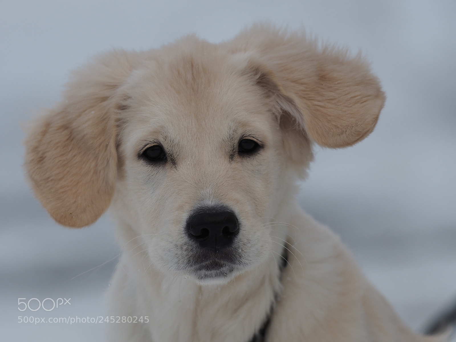 Olympus OM-D E-M5 II sample photo. Myrra photography